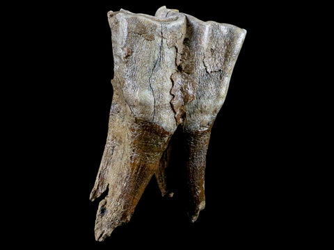 3.4" Woolly Rhinoceros Fossil Rooted Tooth Pleistocene Age Megafauna Russia COA - Fossil Age Minerals