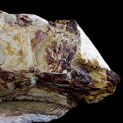 7" Goulmimichthys Fish Fossil In Matrix Cretaceous Dinosaur Age Goulmima Morocco