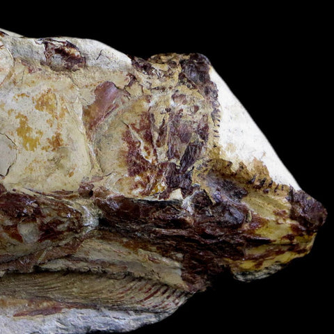 7" Goulmimichthys Fish Fossil In Matrix Cretaceous Dinosaur Age Goulmima Morocco - Fossil Age Minerals