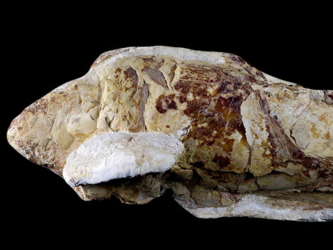 7" Goulmimichthys Fish Fossil In Matrix Cretaceous Dinosaur Age Goulmima Morocco - Fossil Age Minerals
