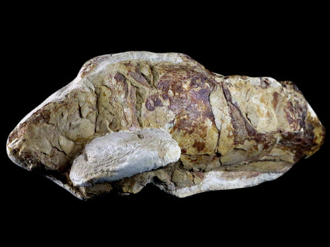 7" Goulmimichthys Fish Fossil In Matrix Cretaceous Dinosaur Age Goulmima Morocco - Fossil Age Minerals