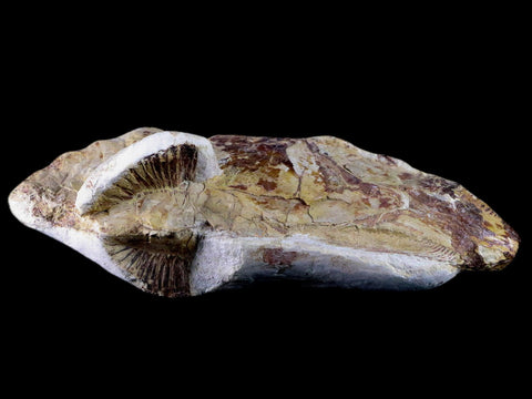 7" Goulmimichthys Fish Fossil In Matrix Cretaceous Dinosaur Age Goulmima Morocco - Fossil Age Minerals
