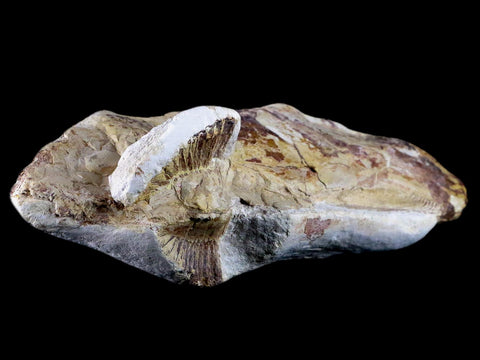 7" Goulmimichthys Fish Fossil In Matrix Cretaceous Dinosaur Age Goulmima Morocco - Fossil Age Minerals