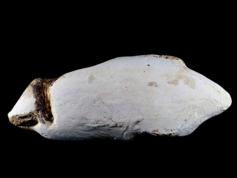 7" Goulmimichthys Fish Fossil In Matrix Cretaceous Dinosaur Age Goulmima Morocco - Fossil Age Minerals
