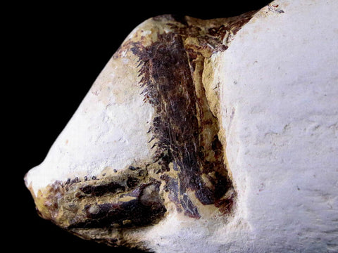 7" Goulmimichthys Fish Fossil In Matrix Cretaceous Dinosaur Age Goulmima Morocco - Fossil Age Minerals