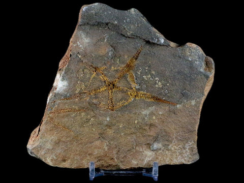 2.8" Brittlestar Ophiura Sp Starfish Fossil Ordovician Age Morocco COA & Stand - Fossil Age Minerals