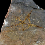 2.8" Brittlestar Ophiura Sp Starfish Fossil Ordovician Age Morocco COA & Stand
