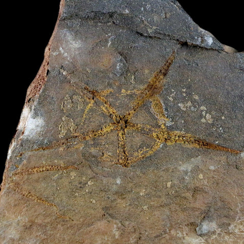 2.8" Brittlestar Ophiura Sp Starfish Fossil Ordovician Age Morocco COA & Stand - Fossil Age Minerals