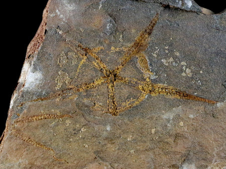 2.8" Brittlestar Ophiura Sp Starfish Fossil Ordovician Age Morocco COA & Stand