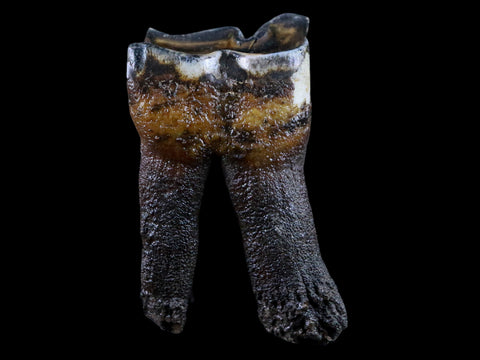 2.7" Woolly Rhinoceros Fossil Rooted Tooth Pleistocene Age Megafauna Russia COA - Fossil Age Minerals