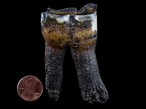 2.7" Woolly Rhinoceros Fossil Rooted Tooth Pleistocene Age Megafauna Russia COA - Fossil Age Minerals