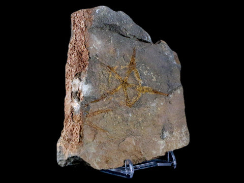 2.8" Brittlestar Ophiura Sp Starfish Fossil Ordovician Age Morocco COA & Stand - Fossil Age Minerals