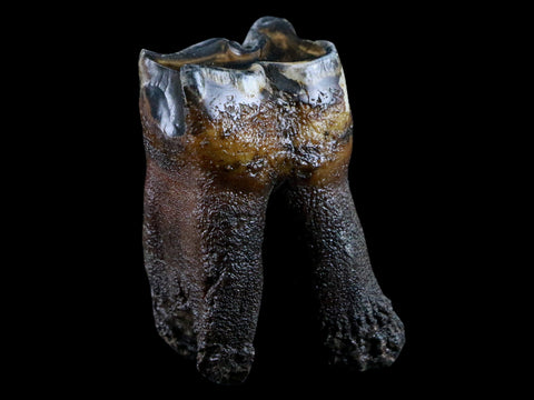 2.7" Woolly Rhinoceros Fossil Rooted Tooth Pleistocene Age Megafauna Russia COA - Fossil Age Minerals