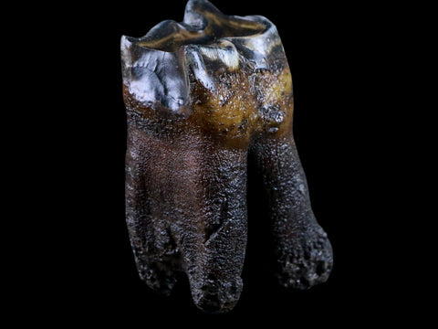 2.7" Woolly Rhinoceros Fossil Rooted Tooth Pleistocene Age Megafauna Russia COA - Fossil Age Minerals