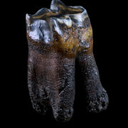 2.7" Woolly Rhinoceros Fossil Rooted Tooth Pleistocene Age Megafauna Russia COA