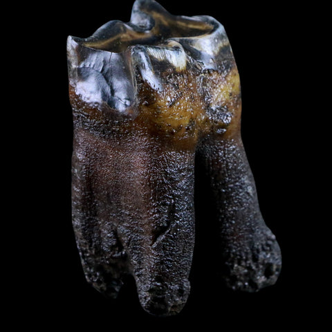 2.7" Woolly Rhinoceros Fossil Rooted Tooth Pleistocene Age Megafauna Russia COA - Fossil Age Minerals
