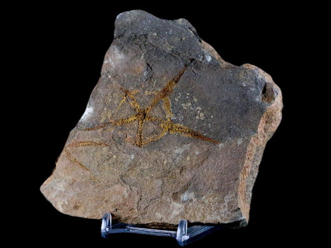 2.8" Brittlestar Ophiura Sp Starfish Fossil Ordovician Age Morocco COA & Stand - Fossil Age Minerals