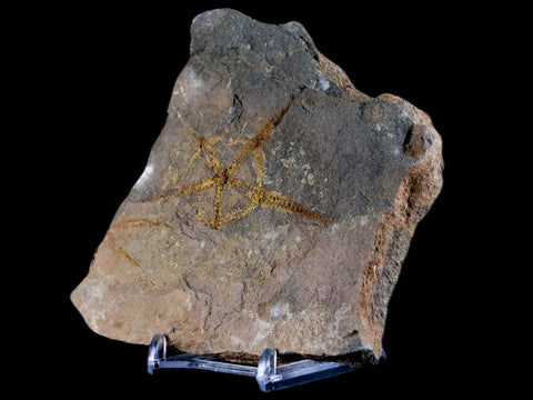 2.8" Brittlestar Ophiura Sp Starfish Fossil Ordovician Age Morocco COA & Stand - Fossil Age Minerals