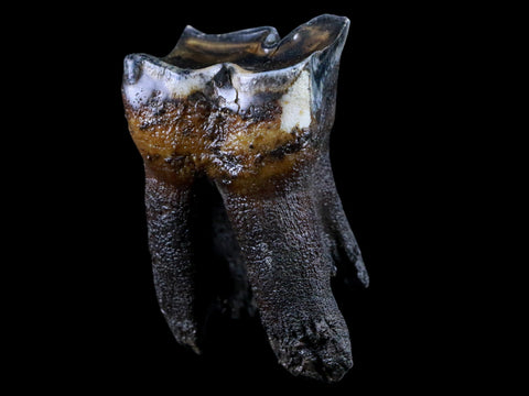 2.7" Woolly Rhinoceros Fossil Rooted Tooth Pleistocene Age Megafauna Russia COA - Fossil Age Minerals