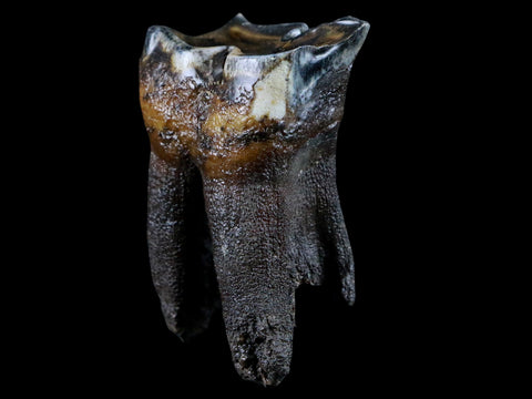 2.7" Woolly Rhinoceros Fossil Rooted Tooth Pleistocene Age Megafauna Russia COA - Fossil Age Minerals