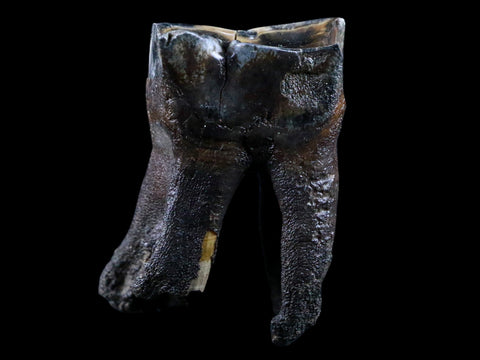 2.7" Woolly Rhinoceros Fossil Rooted Tooth Pleistocene Age Megafauna Russia COA - Fossil Age Minerals