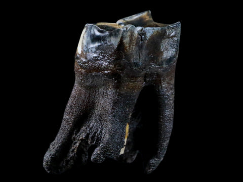 2.7" Woolly Rhinoceros Fossil Rooted Tooth Pleistocene Age Megafauna Russia COA - Fossil Age Minerals