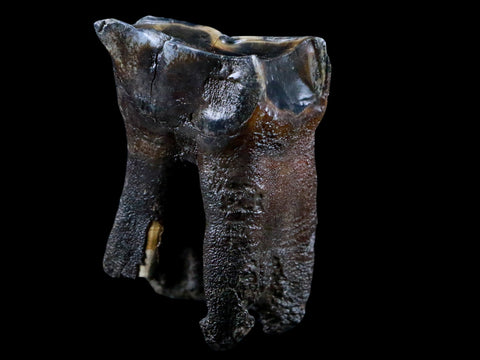 2.7" Woolly Rhinoceros Fossil Rooted Tooth Pleistocene Age Megafauna Russia COA - Fossil Age Minerals