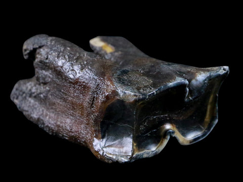 2.7" Woolly Rhinoceros Fossil Rooted Tooth Pleistocene Age Megafauna Russia COA - Fossil Age Minerals