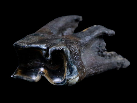 2.7" Woolly Rhinoceros Fossil Rooted Tooth Pleistocene Age Megafauna Russia COA - Fossil Age Minerals