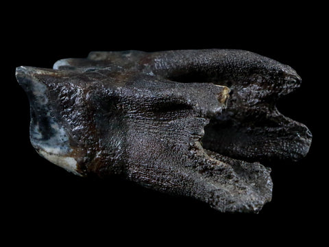 2.7" Woolly Rhinoceros Fossil Rooted Tooth Pleistocene Age Megafauna Russia COA - Fossil Age Minerals