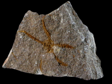 1.5" Brittlestar Ophiura Sp Starfish Fossil Pos & Neg Ordovician Age Morocco COA