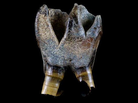 3" Woolly Rhinoceros Fossil Rooted Tooth Pleistocene Age Megafauna Russia COA - Fossil Age Minerals