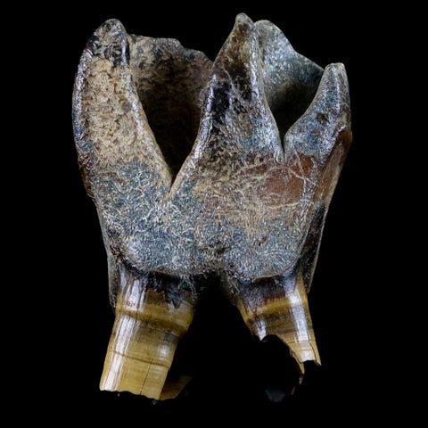 3" Woolly Rhinoceros Fossil Rooted Tooth Pleistocene Age Megafauna Russia COA - Fossil Age Minerals