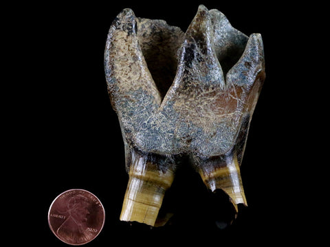 3" Woolly Rhinoceros Fossil Rooted Tooth Pleistocene Age Megafauna Russia COA - Fossil Age Minerals