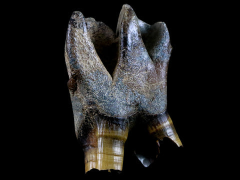 3" Woolly Rhinoceros Fossil Rooted Tooth Pleistocene Age Megafauna Russia COA - Fossil Age Minerals