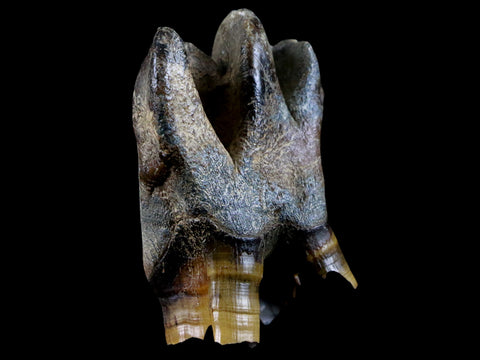 3" Woolly Rhinoceros Fossil Rooted Tooth Pleistocene Age Megafauna Russia COA - Fossil Age Minerals