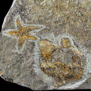 35MM Brittlestar Petraster Starfish Fossil Ordovician Age Kataoua FM Morocco COA