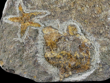 35MM Brittlestar Petraster Starfish Fossil Ordovician Age Kataoua FM Morocco COA