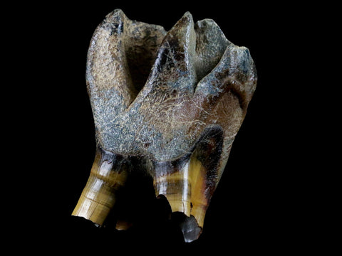 3" Woolly Rhinoceros Fossil Rooted Tooth Pleistocene Age Megafauna Russia COA - Fossil Age Minerals