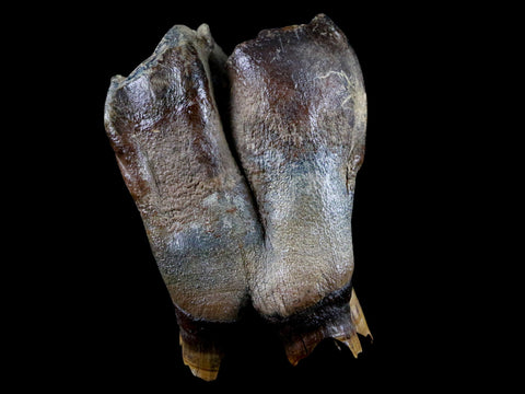 3" Woolly Rhinoceros Fossil Rooted Tooth Pleistocene Age Megafauna Russia COA - Fossil Age Minerals