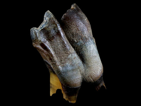 3" Woolly Rhinoceros Fossil Rooted Tooth Pleistocene Age Megafauna Russia COA - Fossil Age Minerals