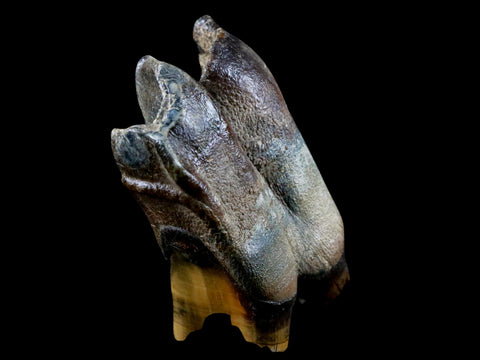 3" Woolly Rhinoceros Fossil Rooted Tooth Pleistocene Age Megafauna Russia COA - Fossil Age Minerals