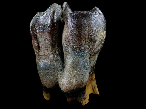 3" Woolly Rhinoceros Fossil Rooted Tooth Pleistocene Age Megafauna Russia COA - Fossil Age Minerals