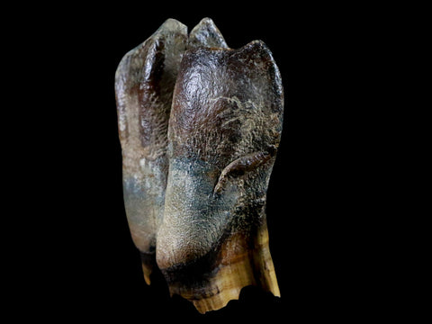 3" Woolly Rhinoceros Fossil Rooted Tooth Pleistocene Age Megafauna Russia COA - Fossil Age Minerals