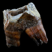 2.6" Woolly Rhinoceros Fossil Rooted Tooth Pleistocene Age Megafauna Russia COA
