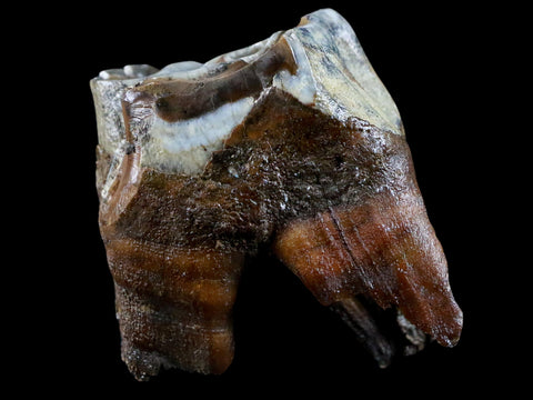 2.6" Woolly Rhinoceros Fossil Rooted Tooth Pleistocene Age Megafauna Russia COA - Fossil Age Minerals