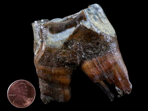 2.6" Woolly Rhinoceros Fossil Rooted Tooth Pleistocene Age Megafauna Russia COA - Fossil Age Minerals