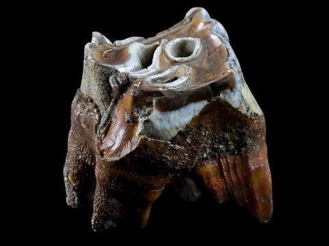 2.6" Woolly Rhinoceros Fossil Rooted Tooth Pleistocene Age Megafauna Russia COA - Fossil Age Minerals