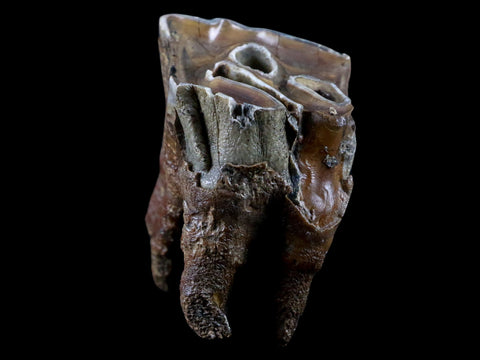 2.6" Woolly Rhinoceros Fossil Rooted Tooth Pleistocene Age Megafauna Russia COA - Fossil Age Minerals