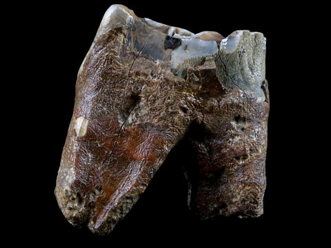 2.6" Woolly Rhinoceros Fossil Rooted Tooth Pleistocene Age Megafauna Russia COA - Fossil Age Minerals